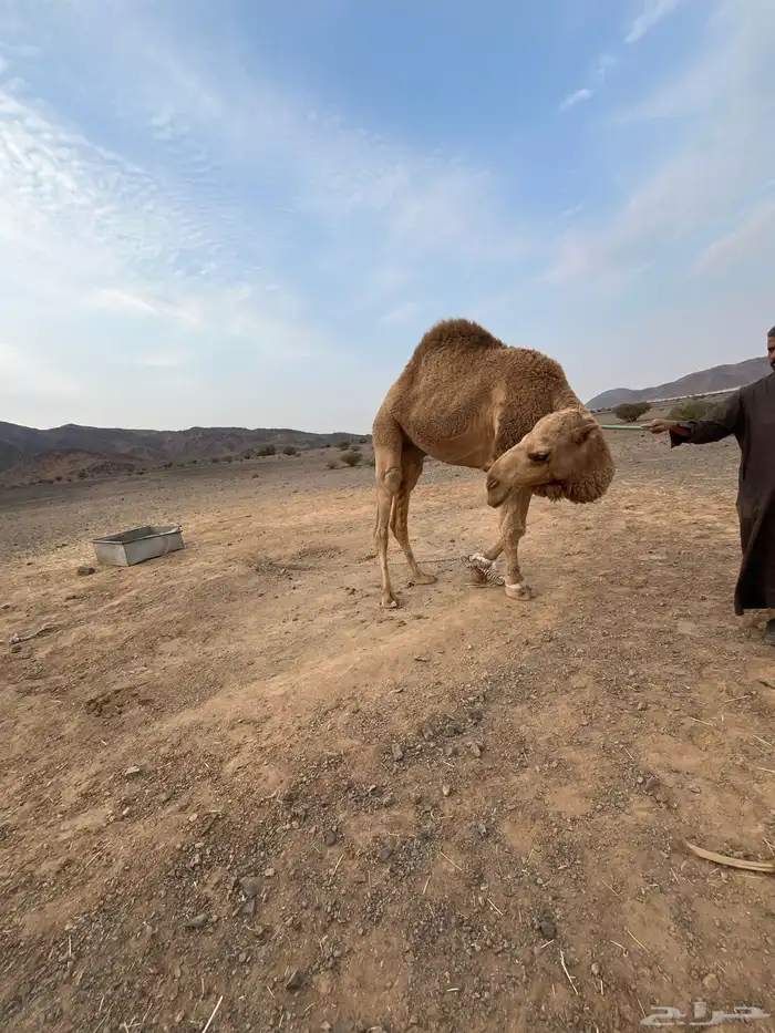 بعير ثني ابوه على كنق الطهيمي طيب 1
