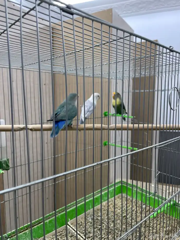 طيور للبيع عددهم 10 3 منهم جوز 1