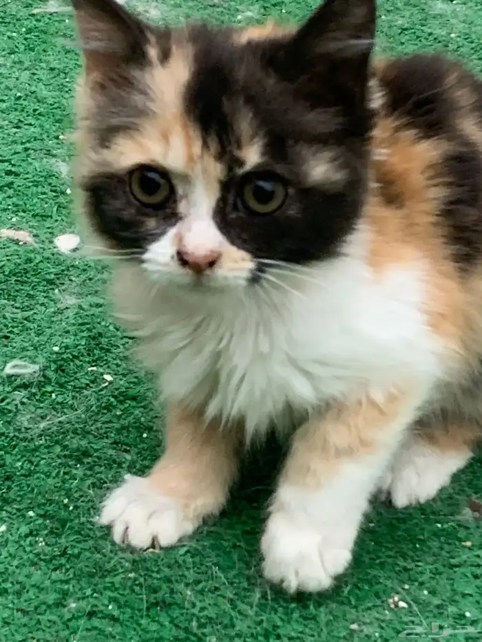 12 قطط لتبني 14