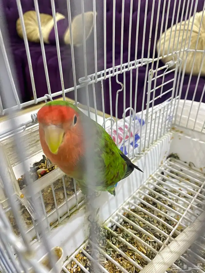 عصفور روز انثى 3