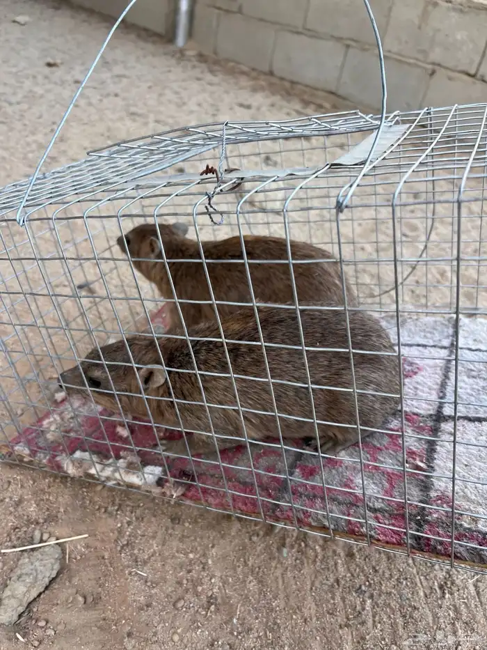 للبيع زوجين 1