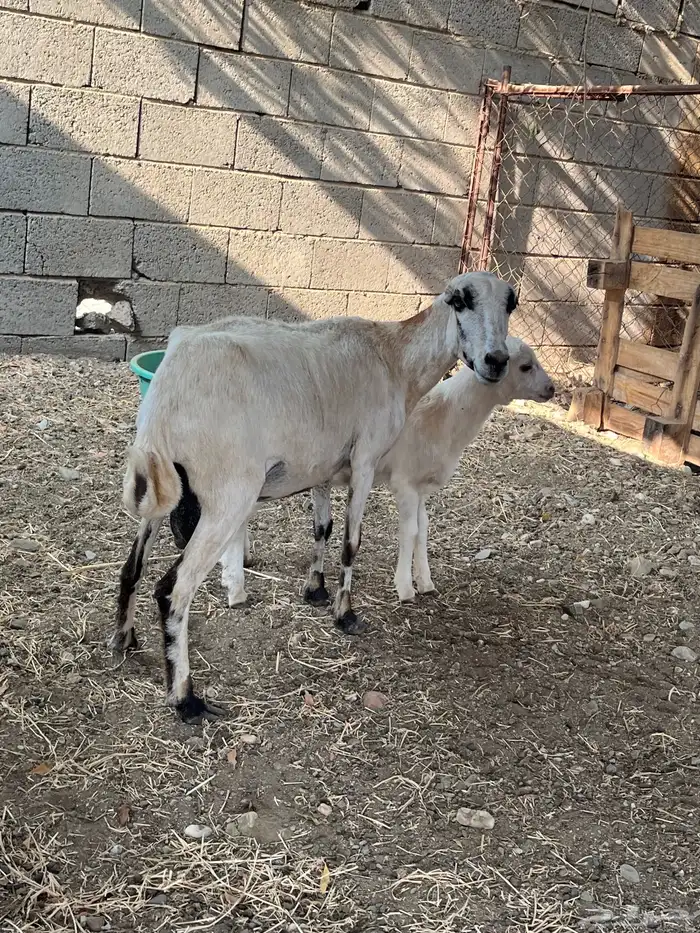 نعجه رفيديه 1