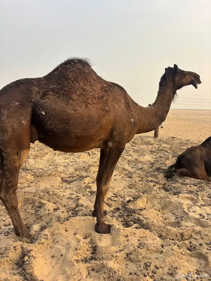 البيع القحه ثنو 0