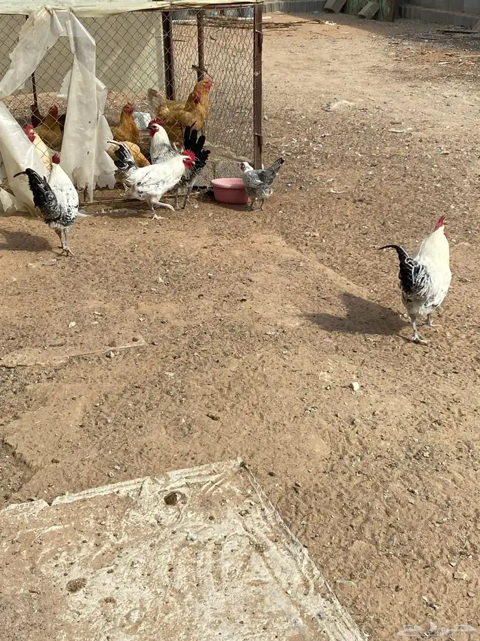 فراخه فرنسي   ديوك 1