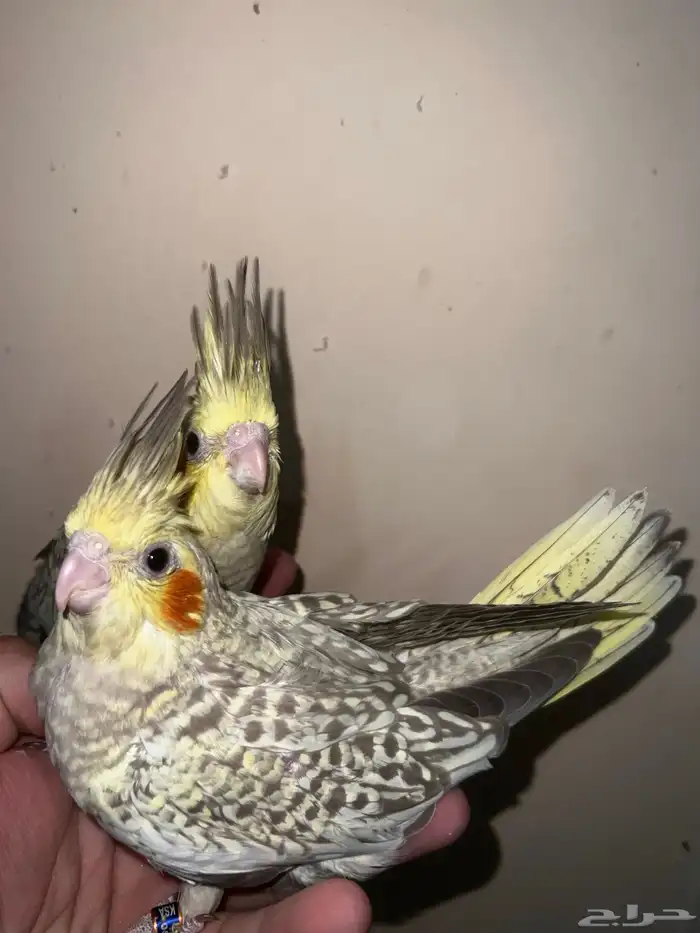 كروان بريل لاتينو 2