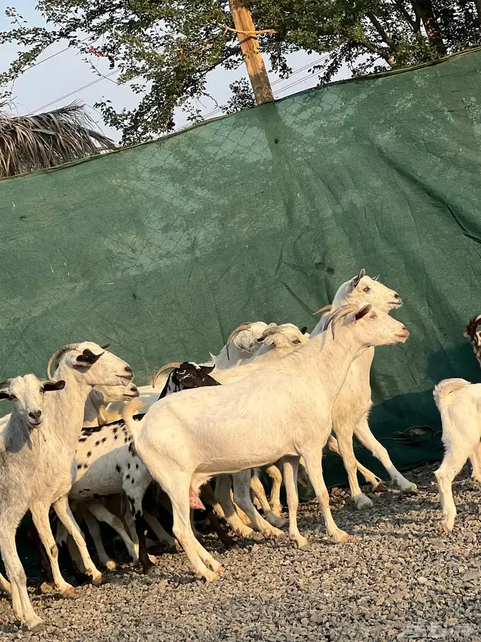 معزا بيشيات بيض فواخر 21