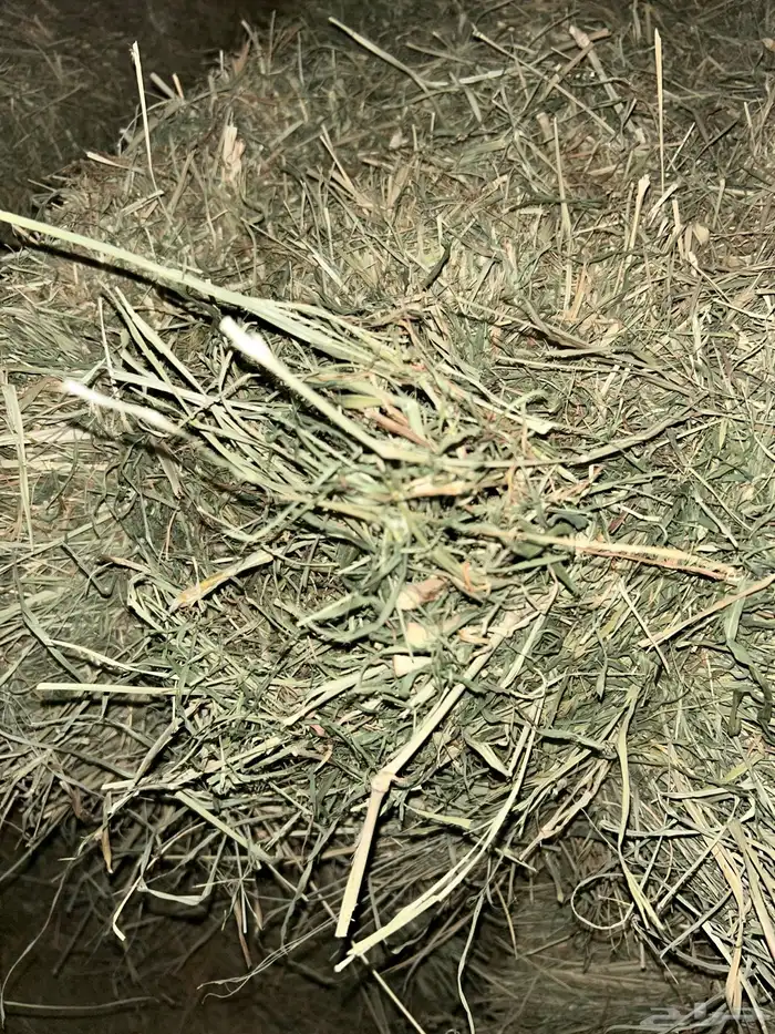 رودس 8 لبنات 3