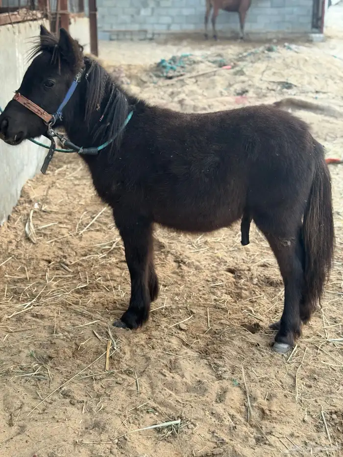 مهر سيسي طيب 2