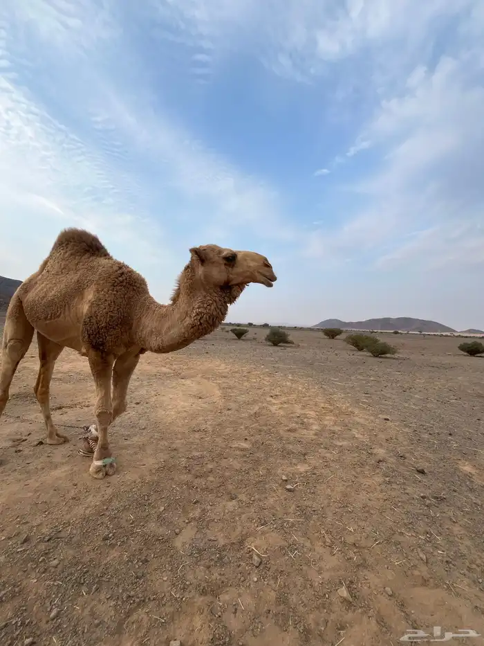بعير ثني ابوه على كنق الطهيمي طيب 3