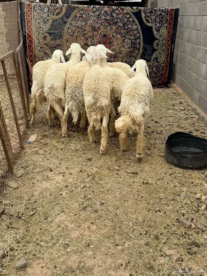 للبيع طليان جبره عمارها من 7 شهور وفوق 0