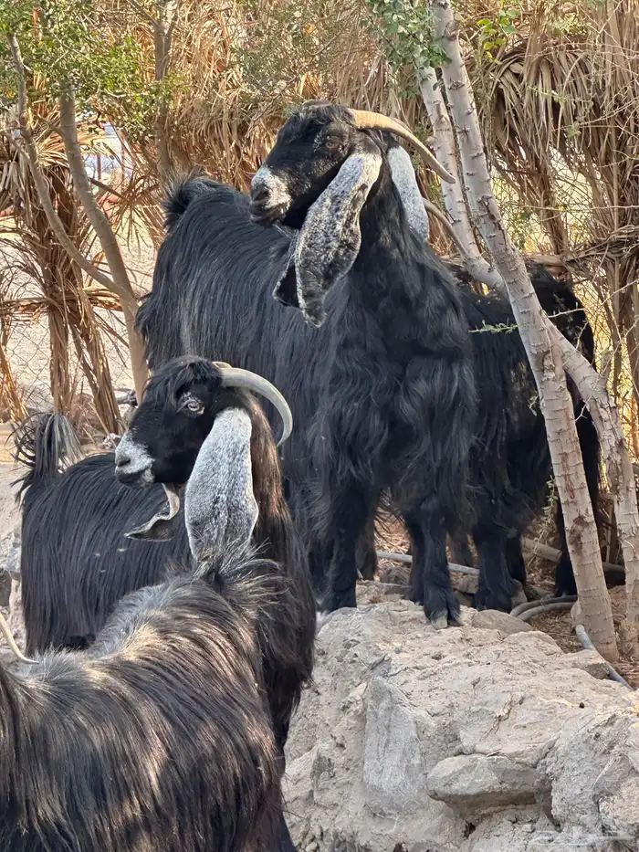 معزاء عوراض درجة أولى جروم ناهية 8