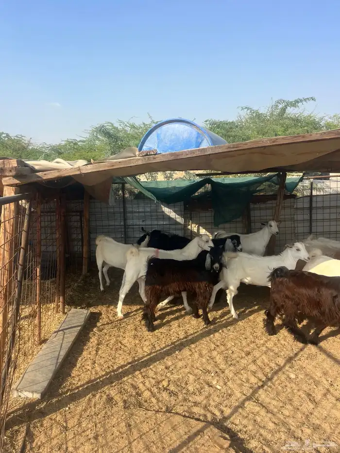 تيوس مخصاه ذبايح مع الذبح وتوصيل209تقيم إيجابي ولله الحمد 6