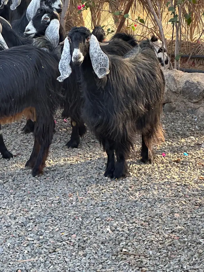 معزاء عوراض درجة أولى جروم ناهية 13