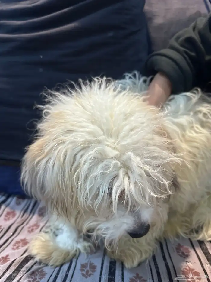 كلبه مجعده للبيع عمرها 10 شهور نوع بيسون فريسي 1