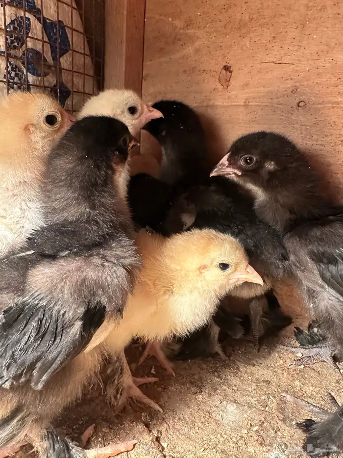 للبيع صيصان براهما الماني مستوى فاخر 7