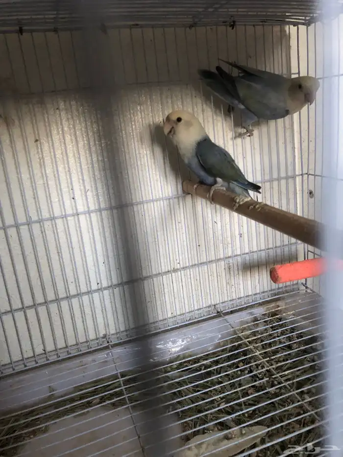 جوزين انتاج للبيع مع فروخه 2