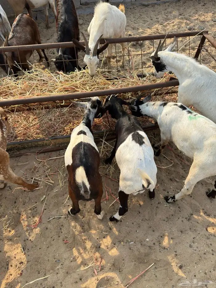 تيوس يمانيه اخت البلدي 3