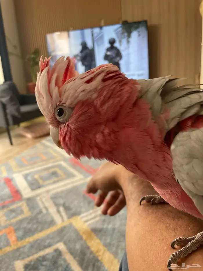 كوكاتو قالا متكلم 0