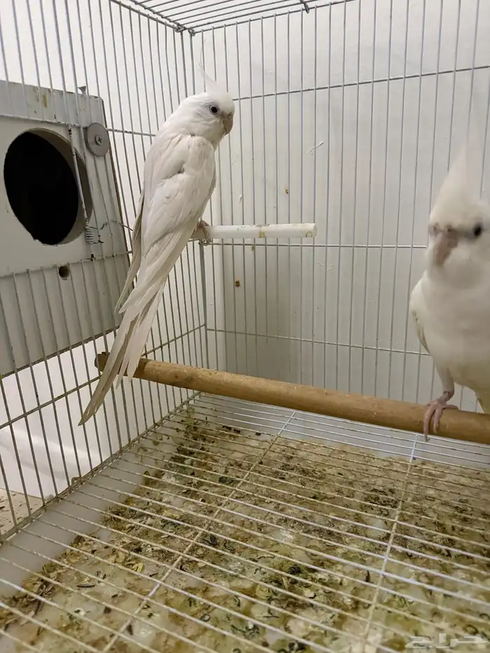 اجواز كروان شرط انتاج 8