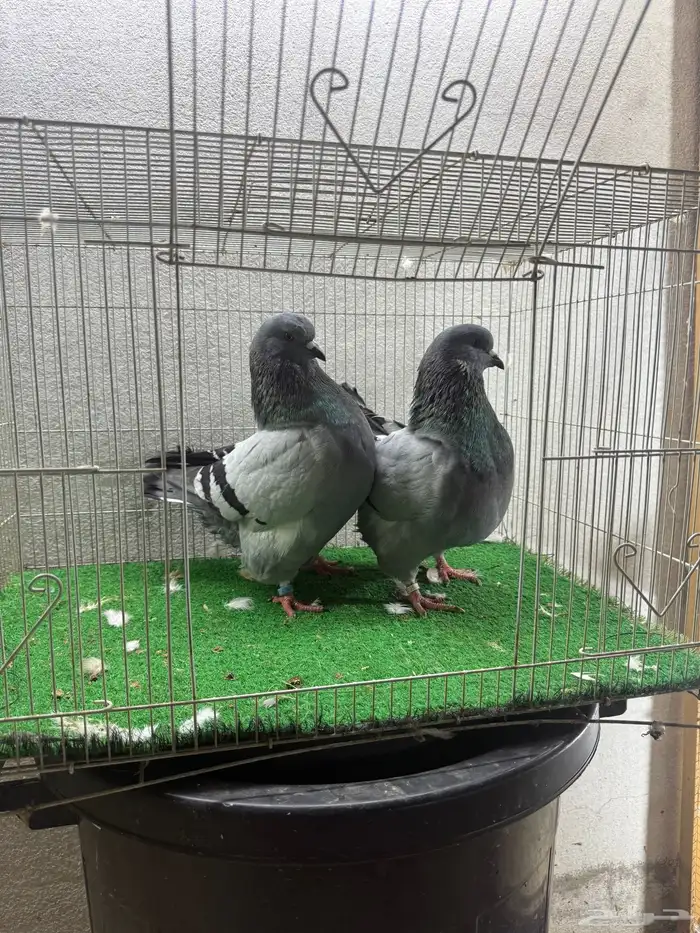 حمام زينه 10