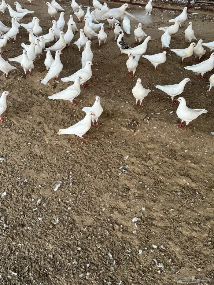 ذبايح حريات من غنم شهران وحمام فرنسي جامبو (زغاليل) 3