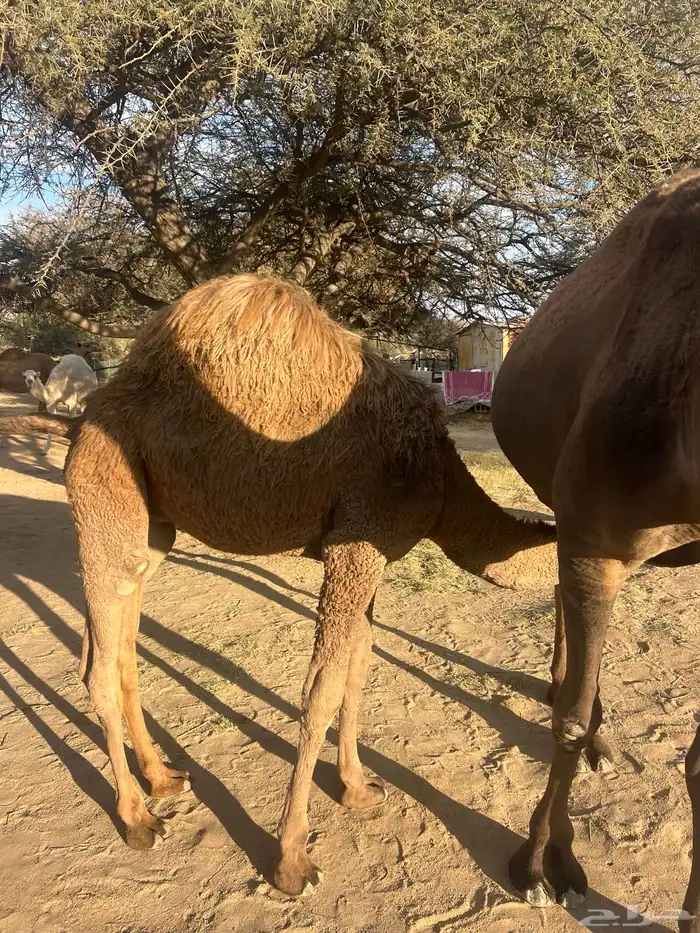 حاشي لباني على حليب امه 4