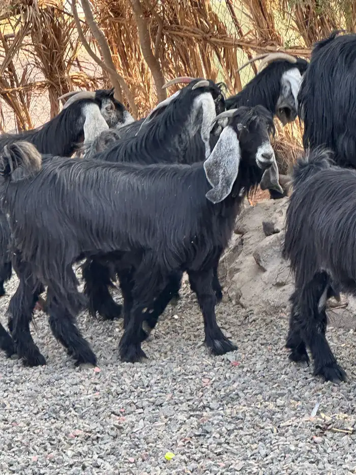 معزاء عوراض درجة أولى جروم ناهية 10