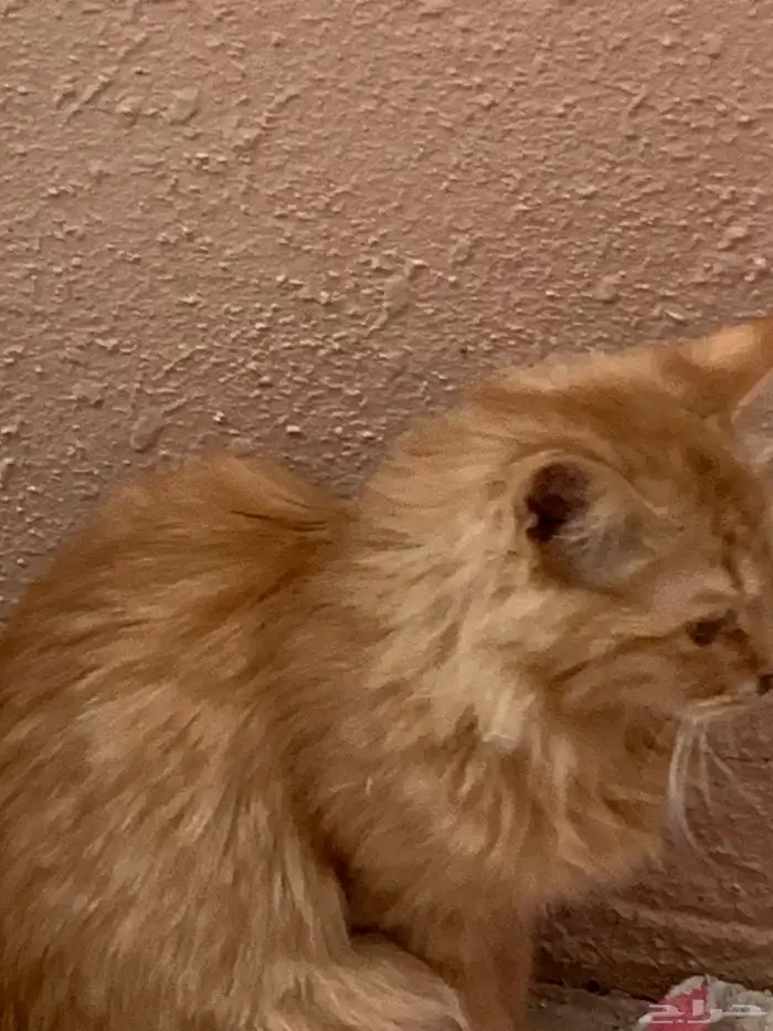 12 قطط لتبني 17