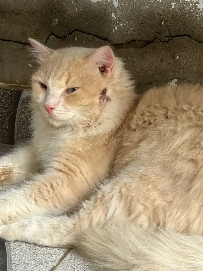 قطو تبني نوعها شيرازي ميكس..لمن يخاف الله فيها (أليفه) 5