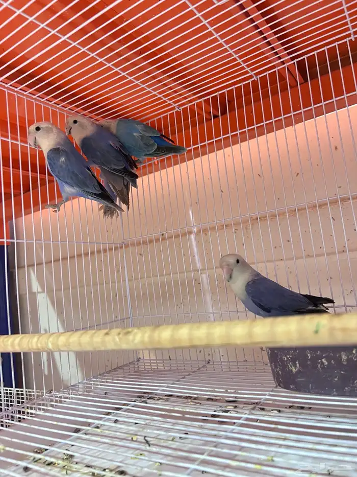 ازواج طيور روز اللوان مميزه منتجه نظافه صحه 4