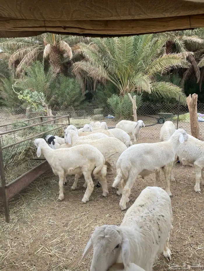 ذبايح حري نعيمي 2