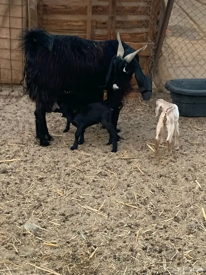 للبيع عارضيه تحتها 3 1