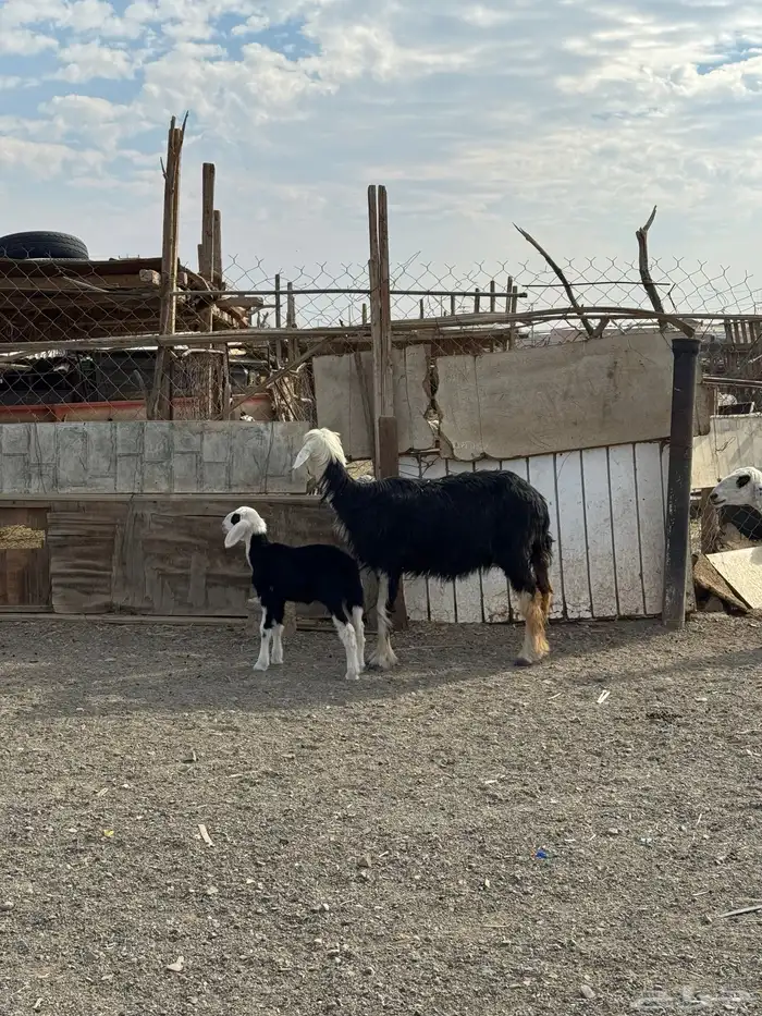 رخال وضأن نجد مواليد ودفيع وضريع 5