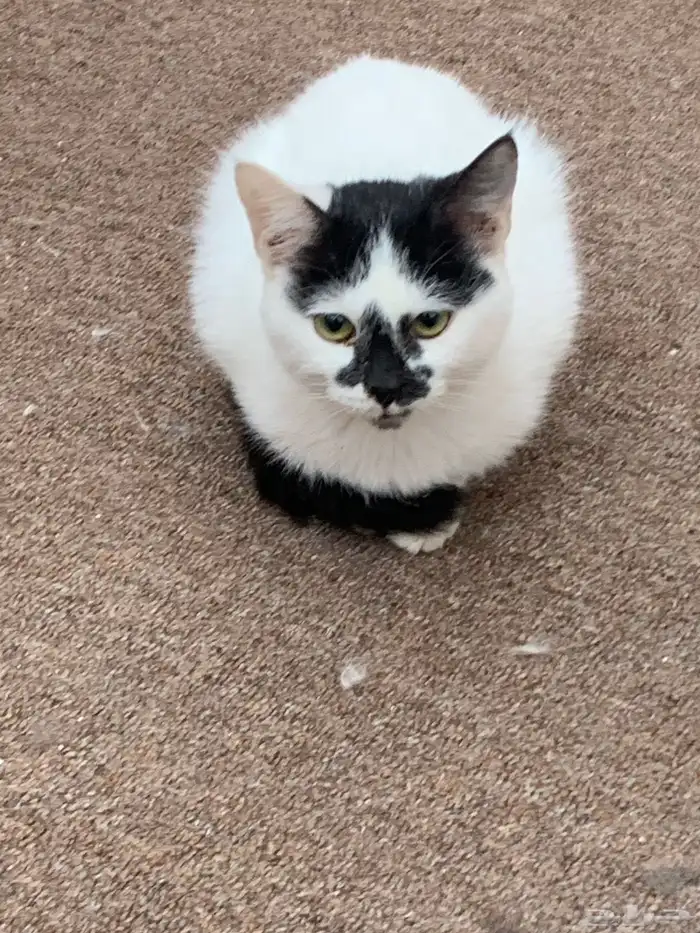 12 قطط لتبني 7