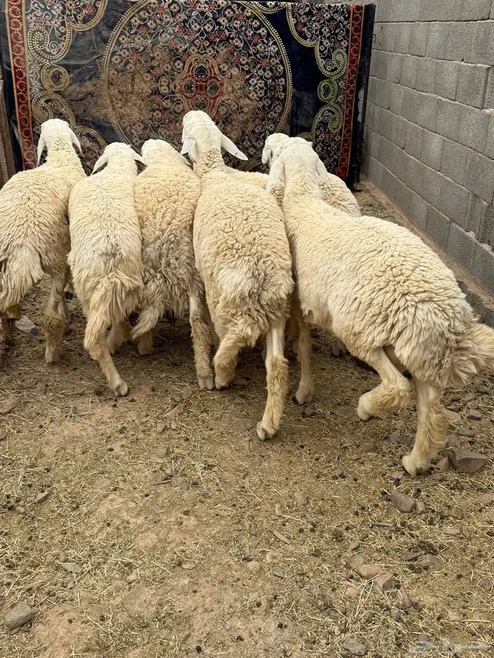 للبيع طليان جبره عمارها من 7 شهور وفوق 1