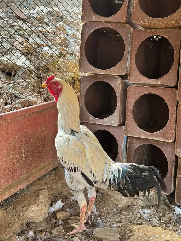 للبيع دجاج باكستاني 3