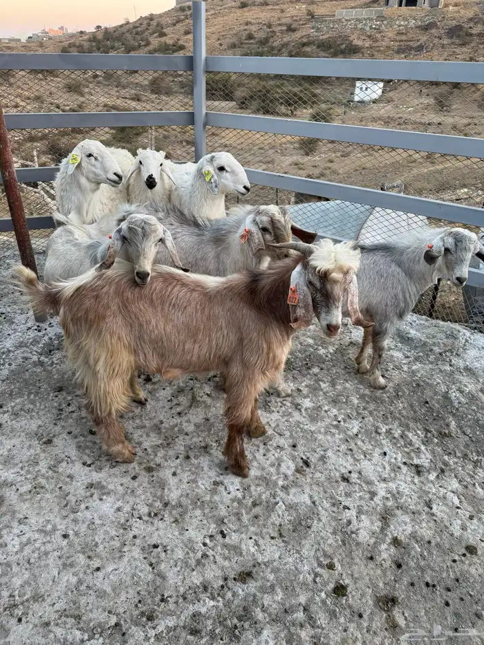 طليان وتيوس للبيع 2