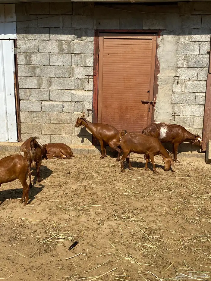 ماعز غنم دهم 3