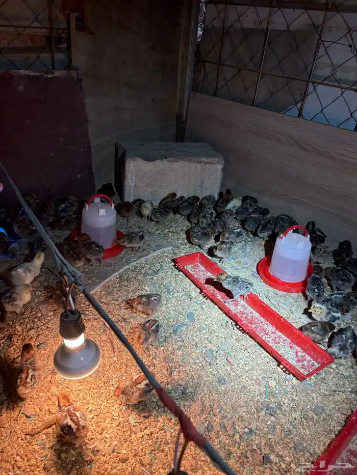 صوص دجاج فيومي 4