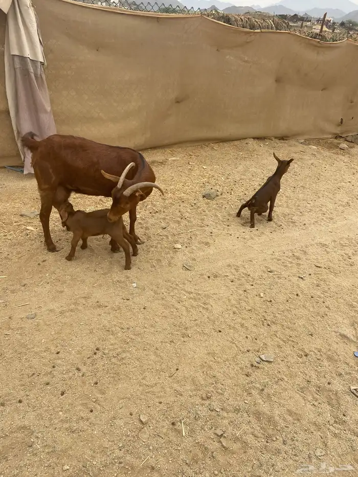 عنز محايليه متوم فاخره 1