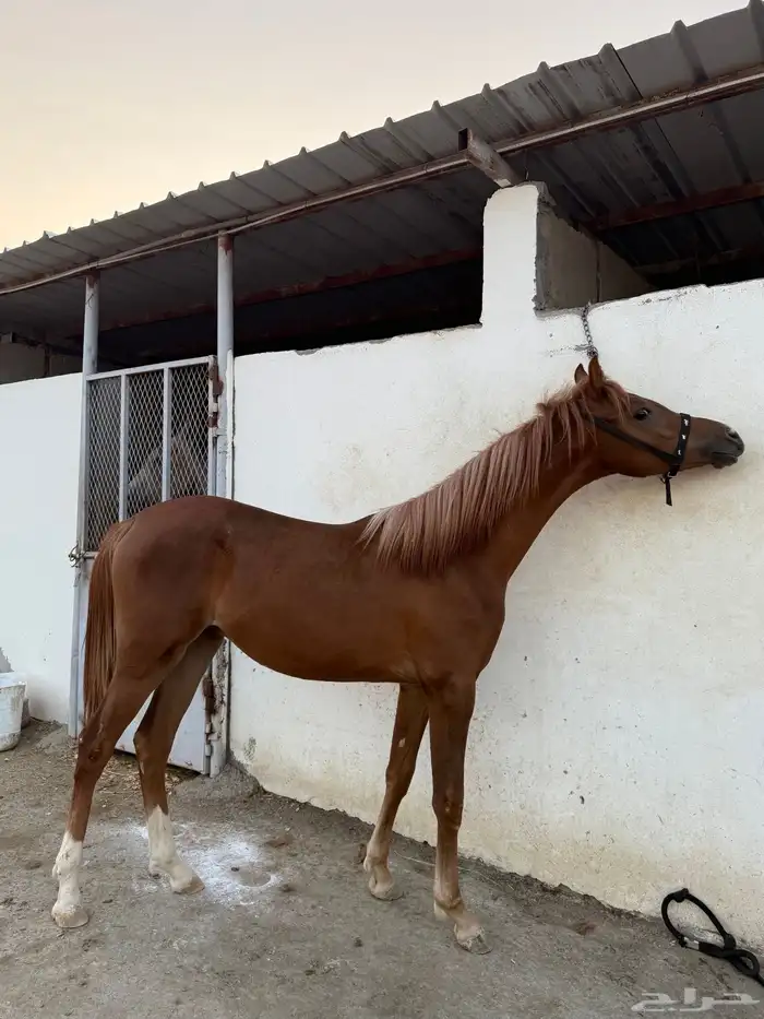 مهر شعبي شيخ 6