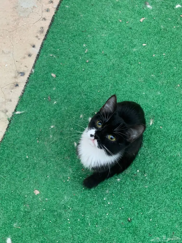 12 قطط لتبني 6