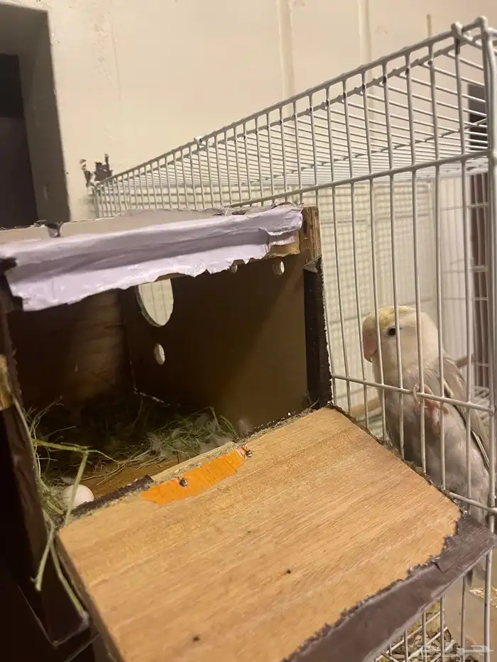 زوج روز تحته بيض 2