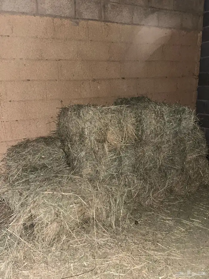 رودس 8 لبنات 1