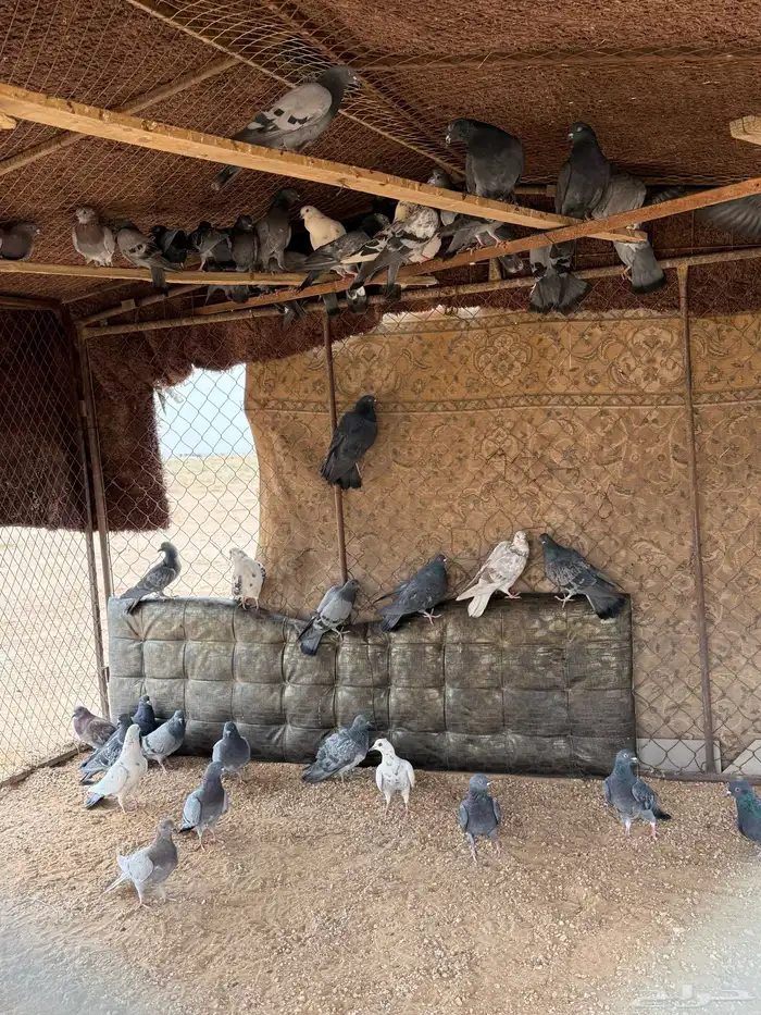 حمام خضاري طلق لأهل الصقور 0
