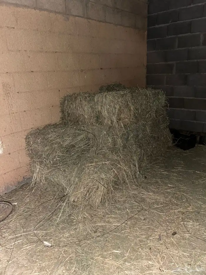 رودس 8 لبنات 2