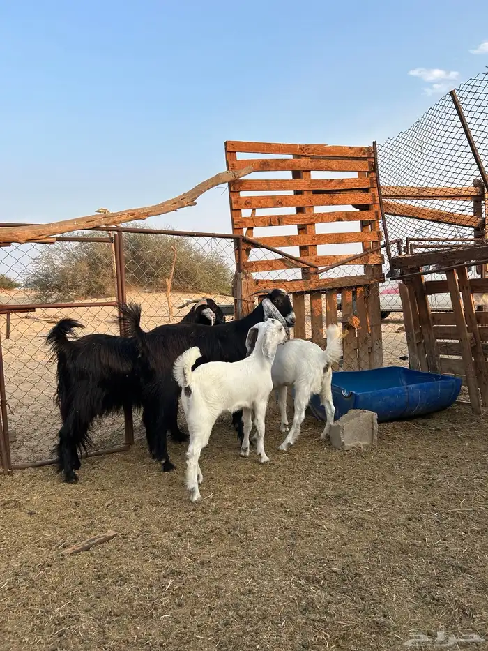 معزا عوارض 2