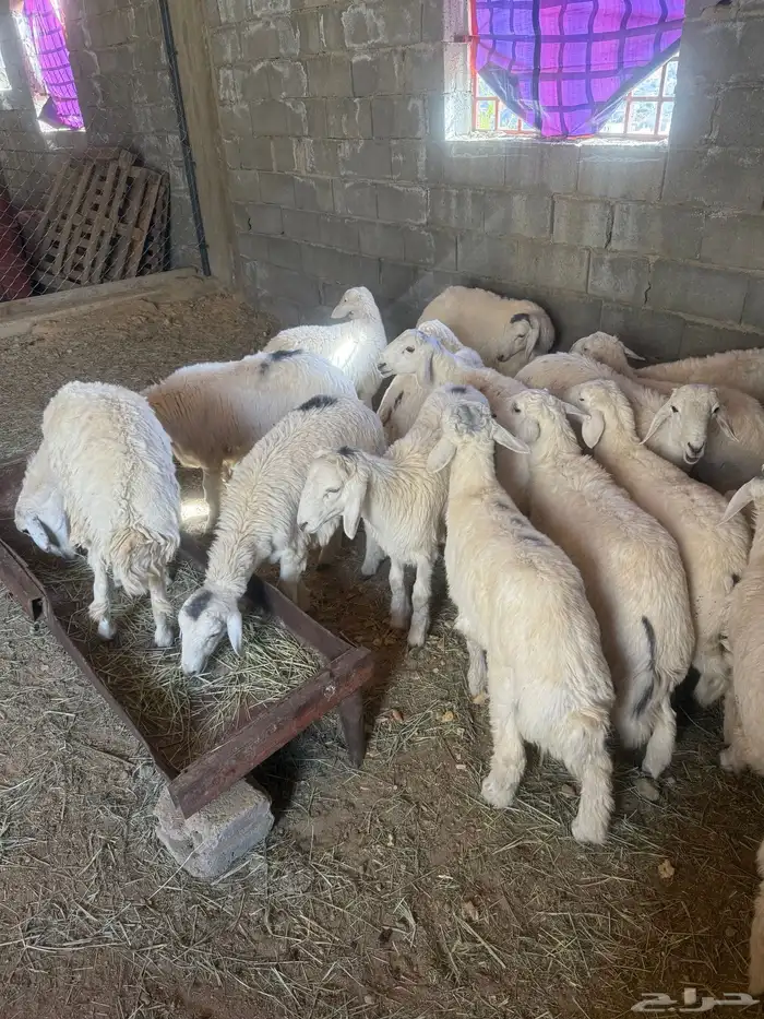 طليان ثلاجة ومناسبات للبيع 6 أشهر وفوق 0