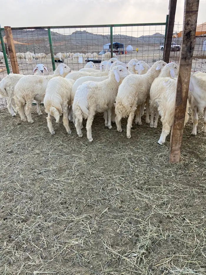 طليان ذبايح مناسبات ذبائح ثلاجه 2