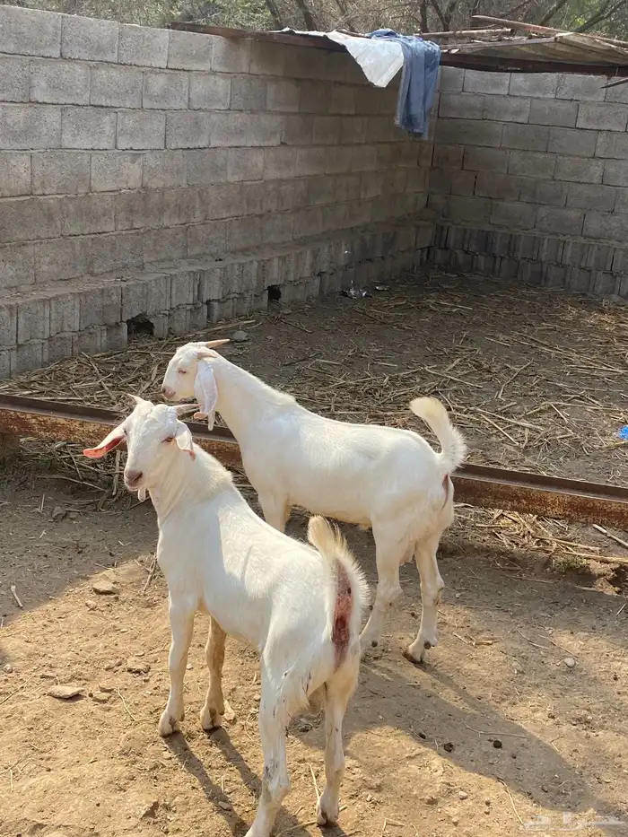 تيوس للبيع بيشيات 3